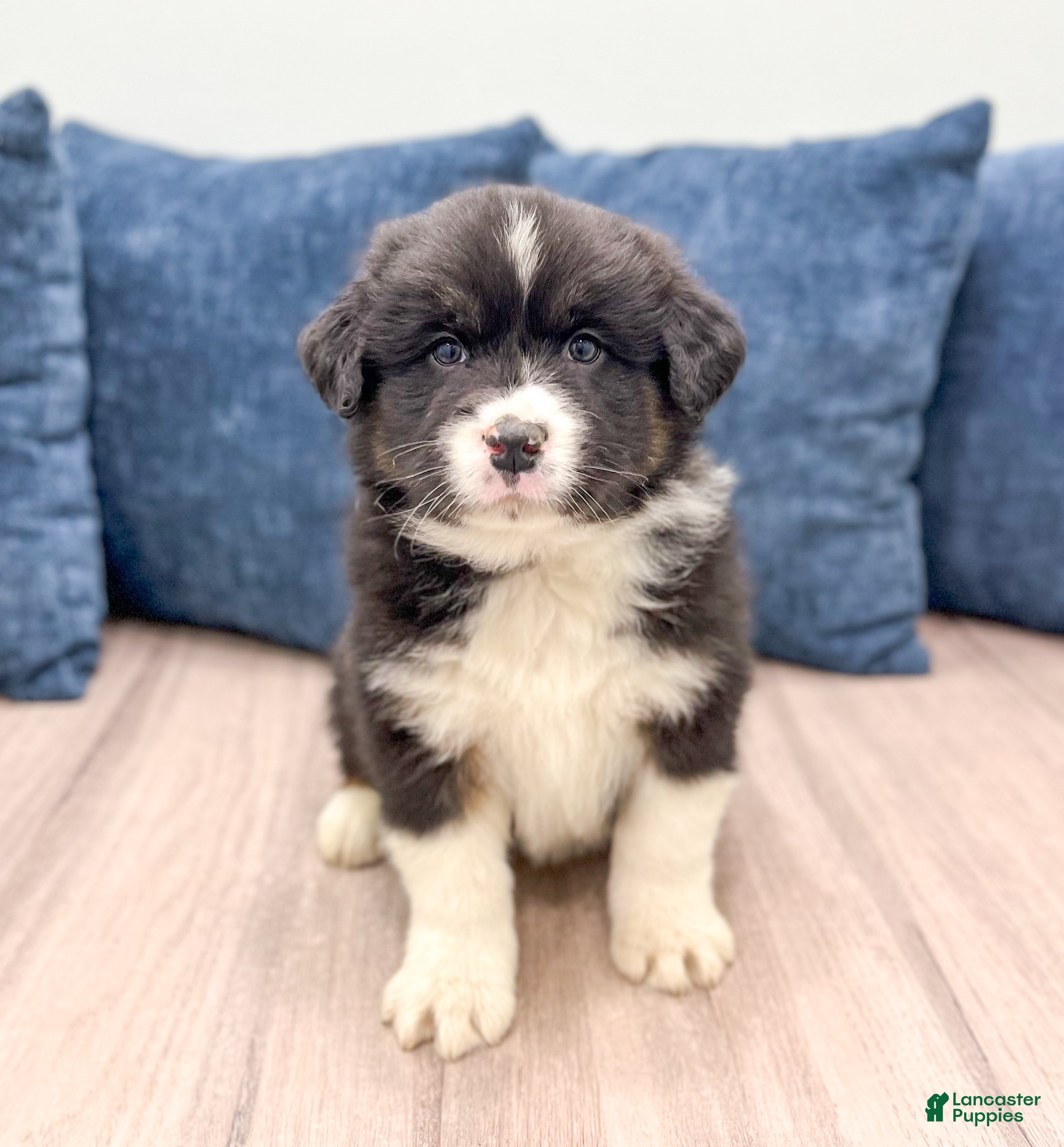 Australian Shepherd dogs Benji - Ad 36