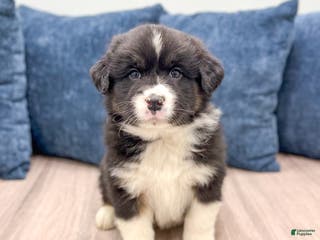 Australian Shepherd dogs Benji - Ad 40