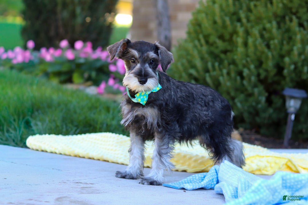 Miniature Schnauzer dogs for sale: Blake - Ad 3