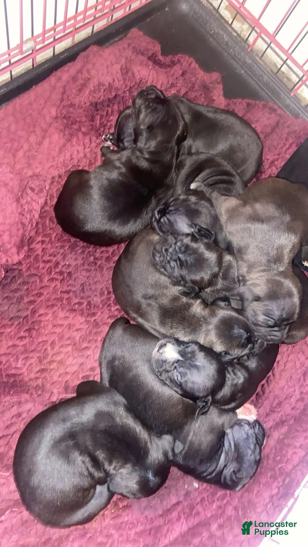 Mixed Breed dogs for sale: Mixed Breed Puppy 1 - Ad 2