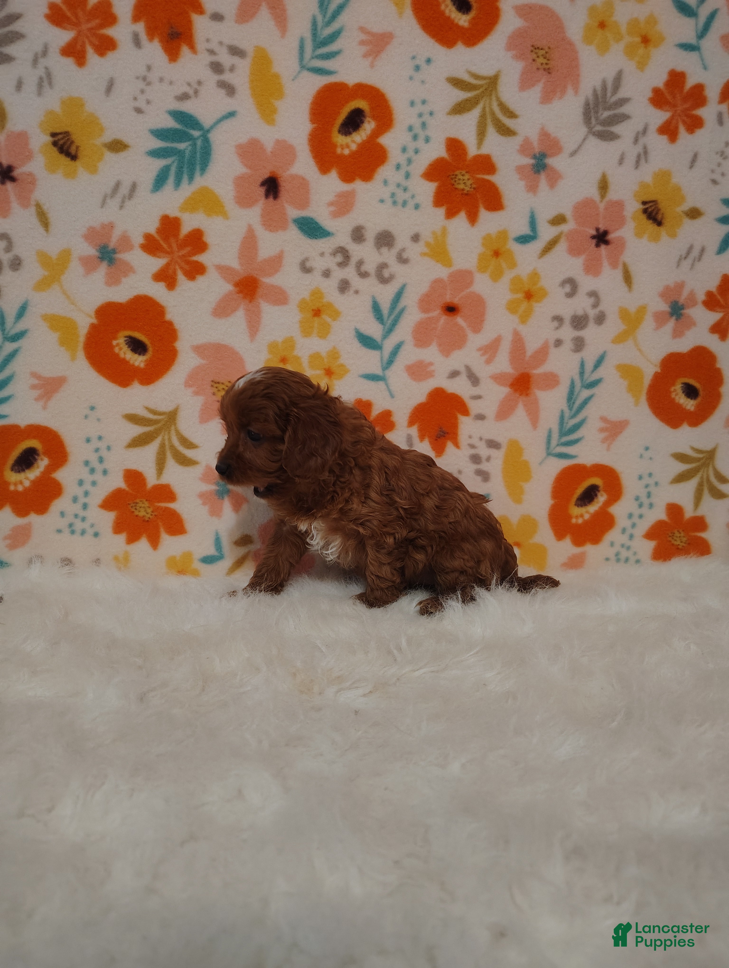 Cavapoo dogs April - Ad 2