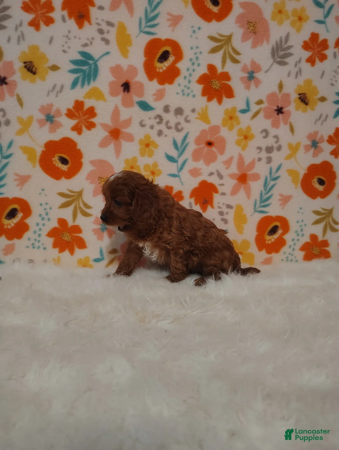 Cavapoo dogs for sale: April - Ad 2