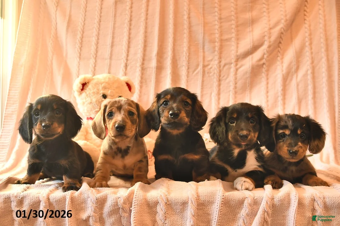 Miniature Dachshund dogs for sale: Jewel  - Ad 2
