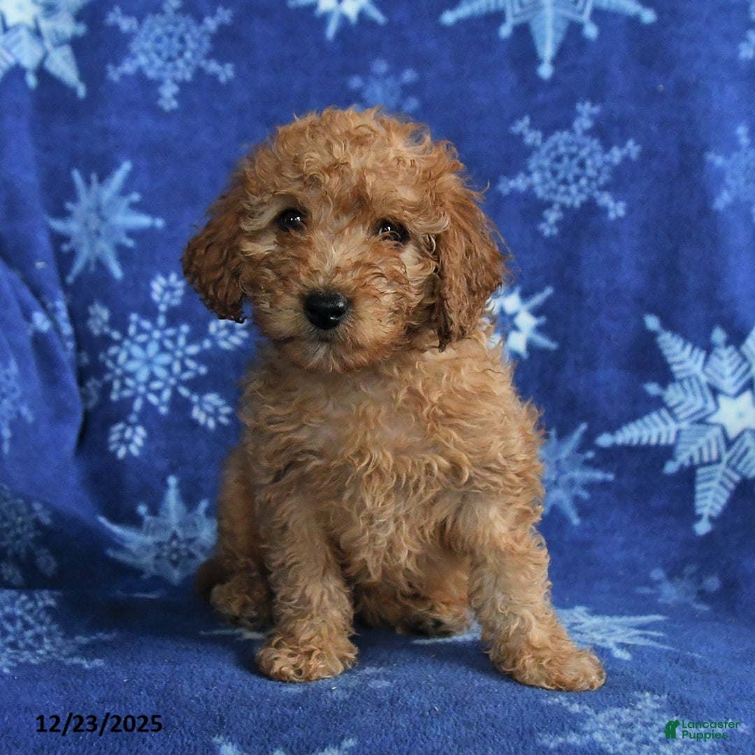 Mini Goldendoodle dogs for sale: Emma - Ad 4