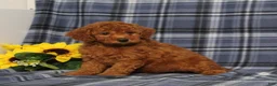 Miniature Poodle dogs for sale: Carson - Ad 4
