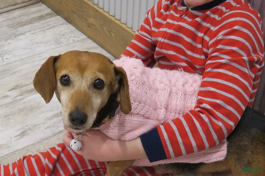 Mixed Breed dogs for sale: Mixed Breed dachshund - Ad 1