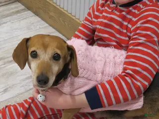 Mixed Breed dogs Mixed Breed dachshund - Ad 8