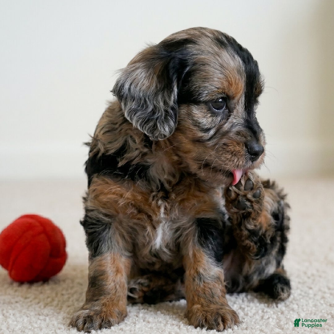 Cockapoo dogs Baily - Ad 2