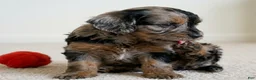 Cockapoo dogs for sale: Baily - Ad 2