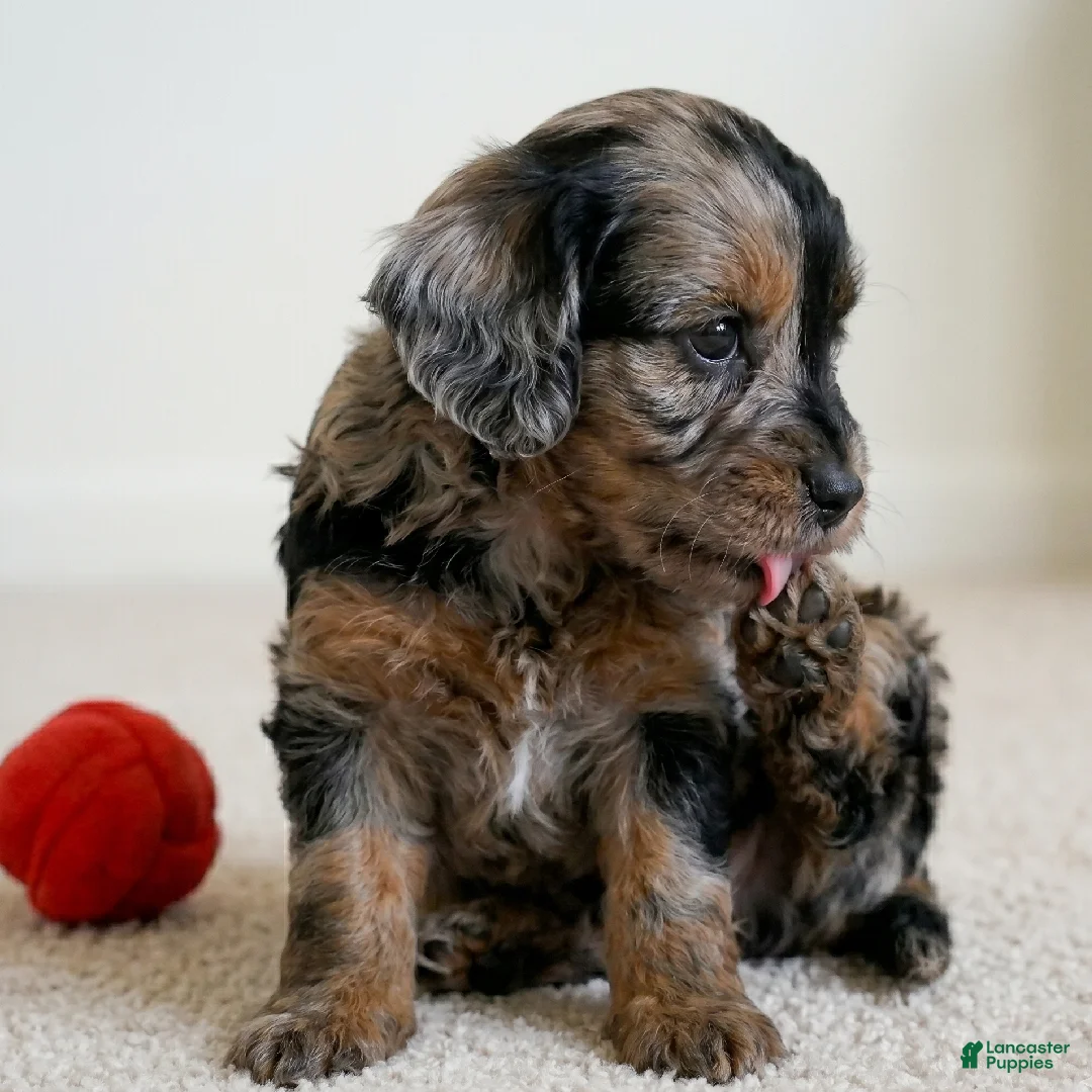 Cockapoo dogs for sale: Baily - Ad 2
