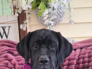 Cane Corso dogs - Ad 4