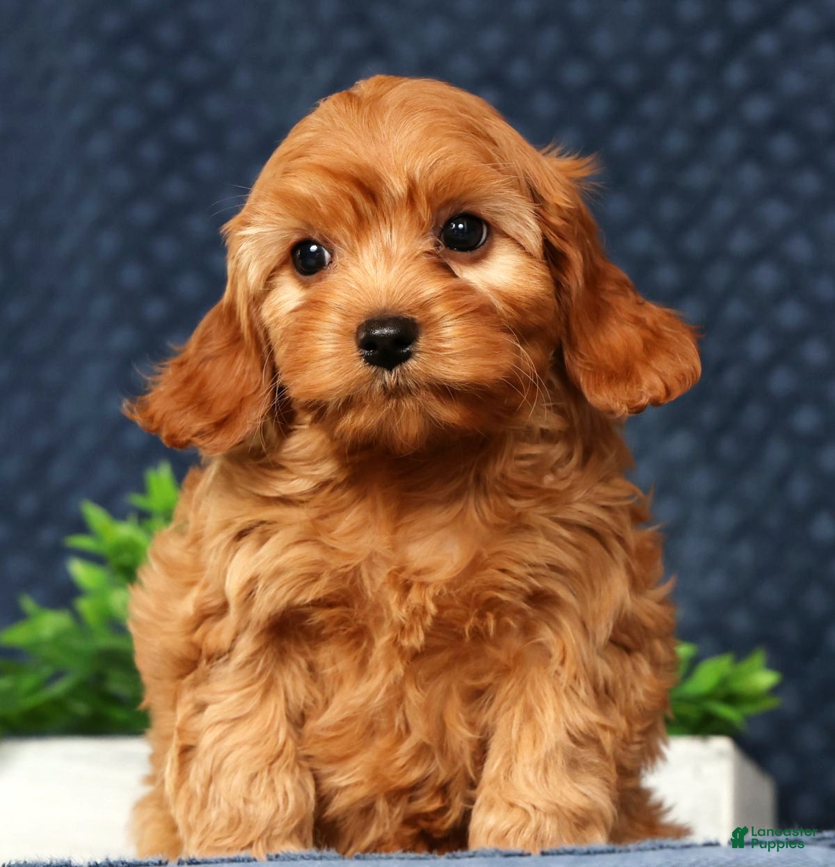Cavapoo dogs Willie - Ad 1