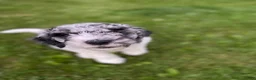 Bernedoodle dogs for sale: Cupcake - Ad 7