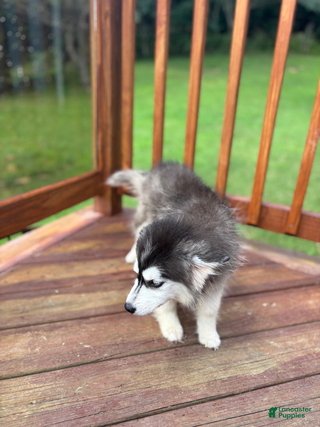 Pomsky dogs for sale: Onyx - Ad 6