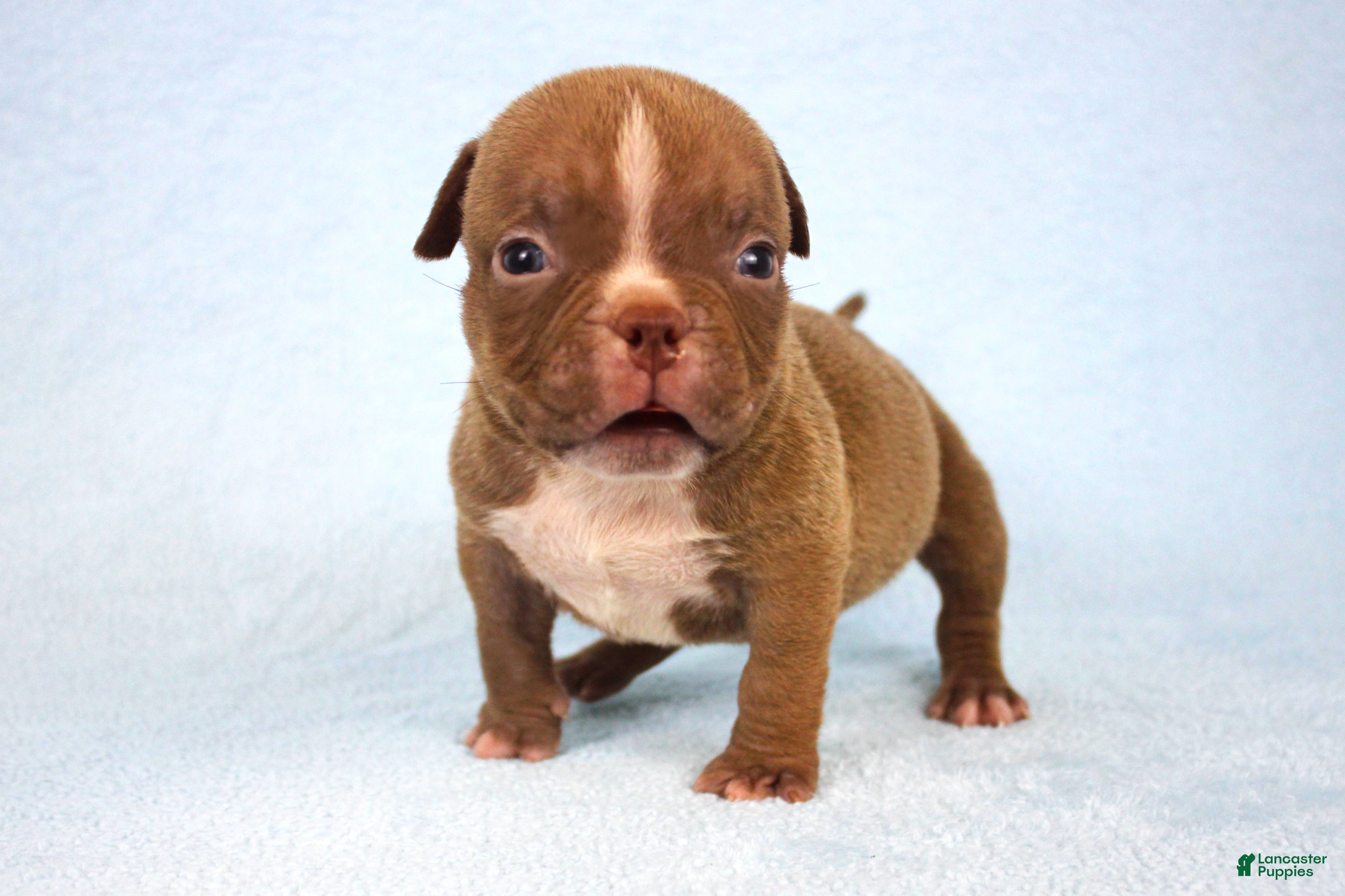 American Bully dogs Chocolate Male  - Ad 1