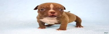 Chocolate Male 