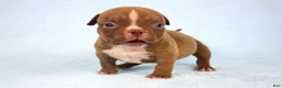 American Bully dogs for sale: Chocolate Male  - Ad 1