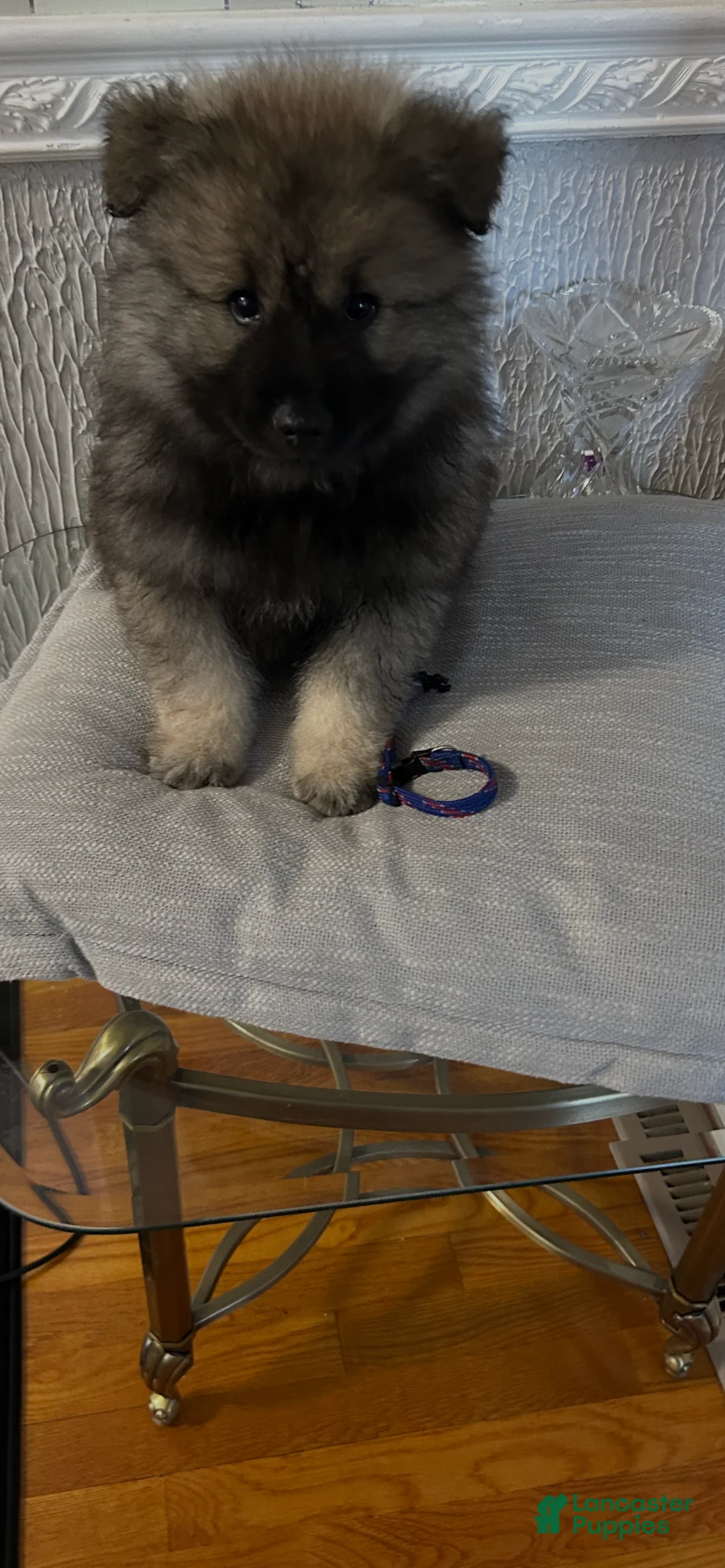 Keeshond dogs for sale: Bear - Ad 2