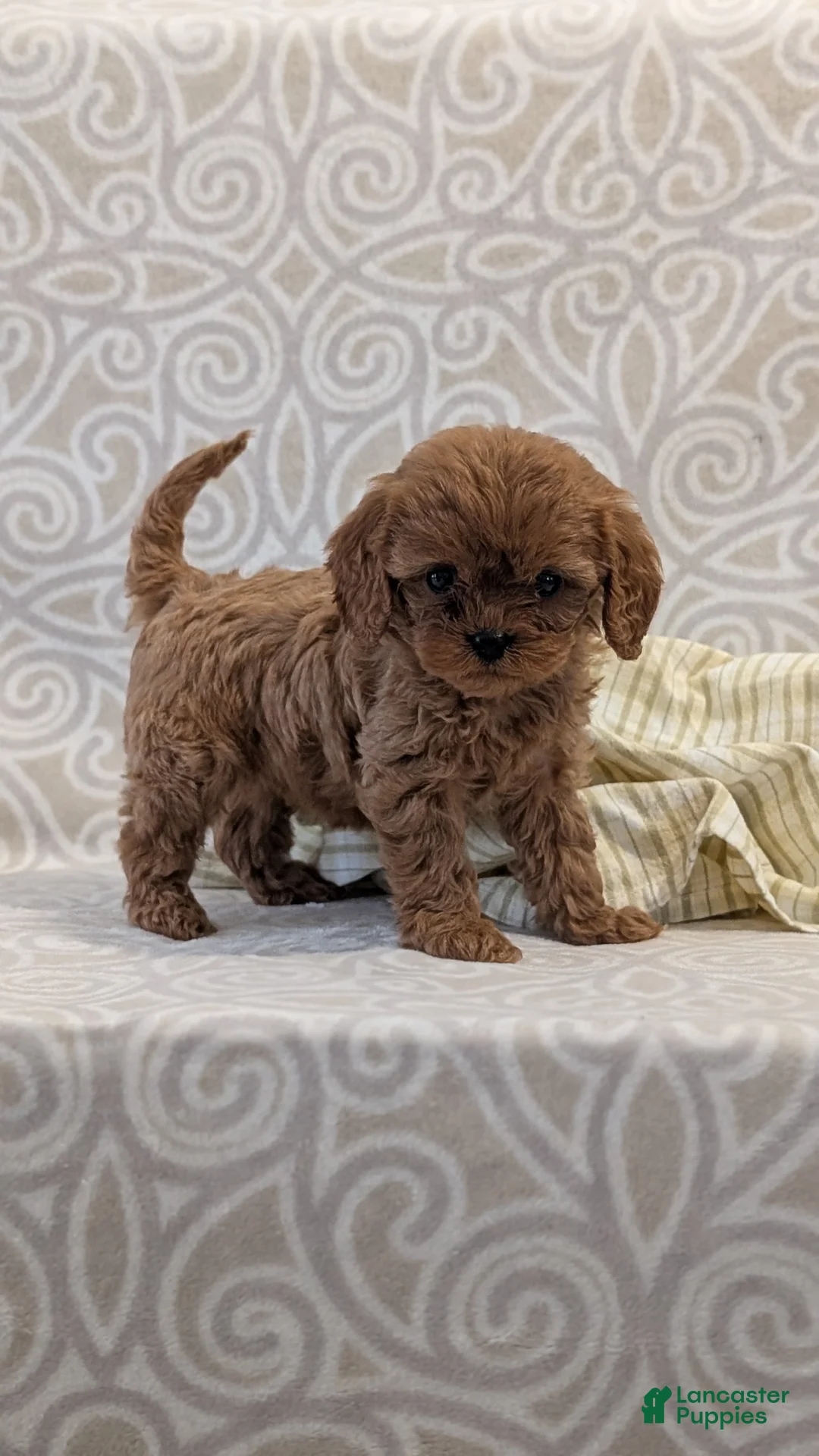 Cavapoo dogs for sale: Tiara - Ad 2