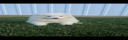 Samoyed dogs for sale: Radka  - Ad 3