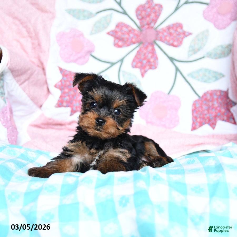 Yorkshire Terrier dogs Charlotte - Ad 2
