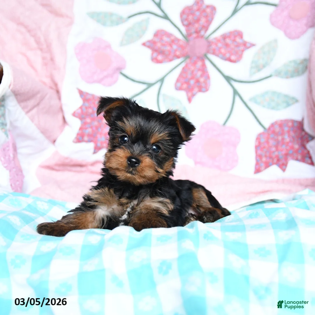 Yorkshire Terrier dogs for sale: Charlotte - Ad 2