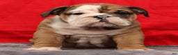 English Bulldog dogs for sale: Kenny - Ad 5