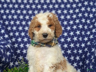 Standard Poodle dogs - Ad 12