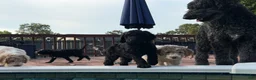 Aussiedoodle dogs for sale: TEN - Ad 3