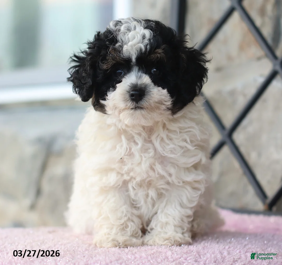 Toy Poodle dogs for sale: Kaden - Ad 1