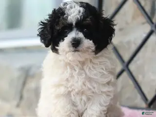 Toy Poodle dogs for sale: Kaden - Ad 1