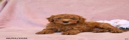 Cavapoo dogs for sale: Flossie - Ad 2