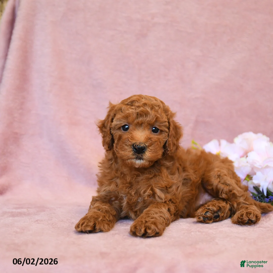 Cavapoo dogs for sale: Flossie - Ad 2