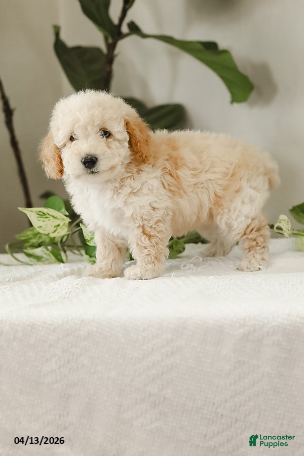 Miniature Poodle dogs Kera - Ad 2