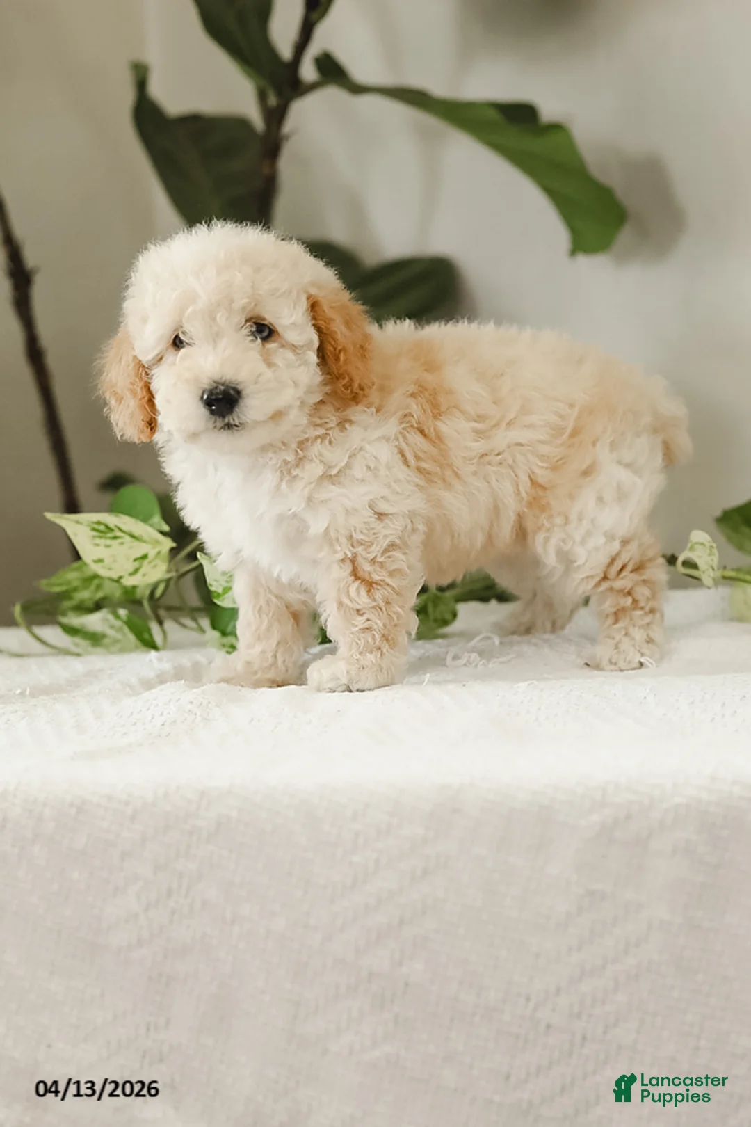 Miniature Poodle dogs for sale: Kera - Ad 2