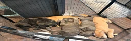 Cane Corso dogs for sale: "Red" - Ad 8