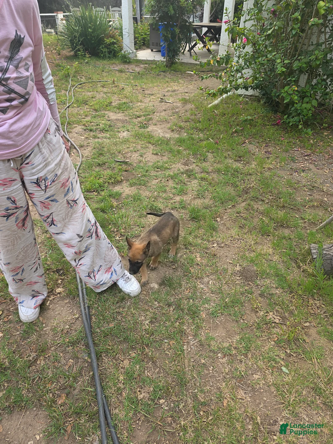 Mixed Breed dogs for sale: Mixed Breed 2 - Ad 1