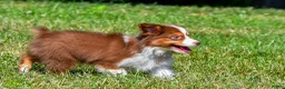 Miniature Australian Shepherd dogs for sale: Nero - Ad 4