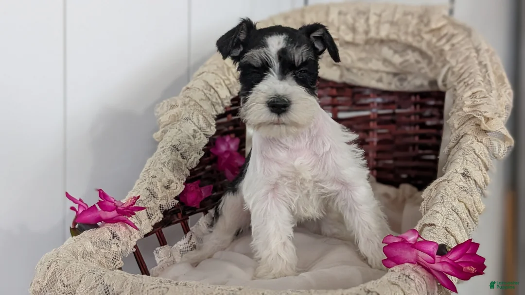 Miniature Schnauzer dogs for sale: Mya - Ad 5