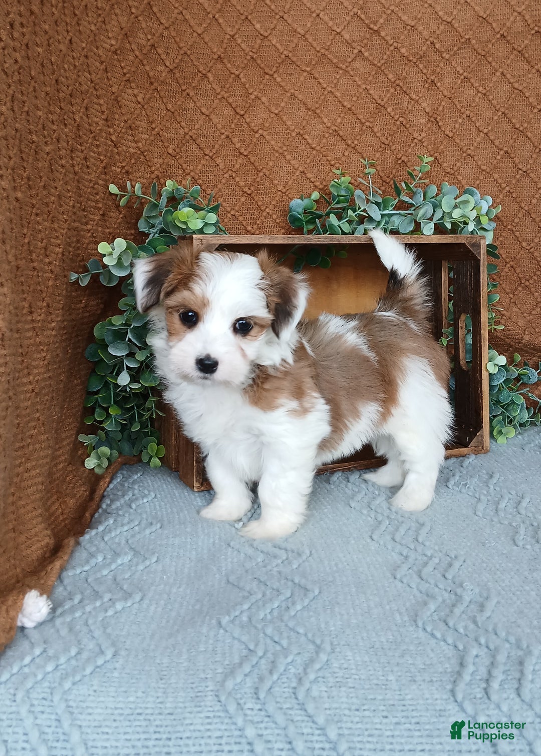 Havanese dogs for sale: Janie  - Ad 3