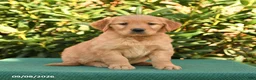 Golden Retriever dogs for sale: Natalynn - Ad 1