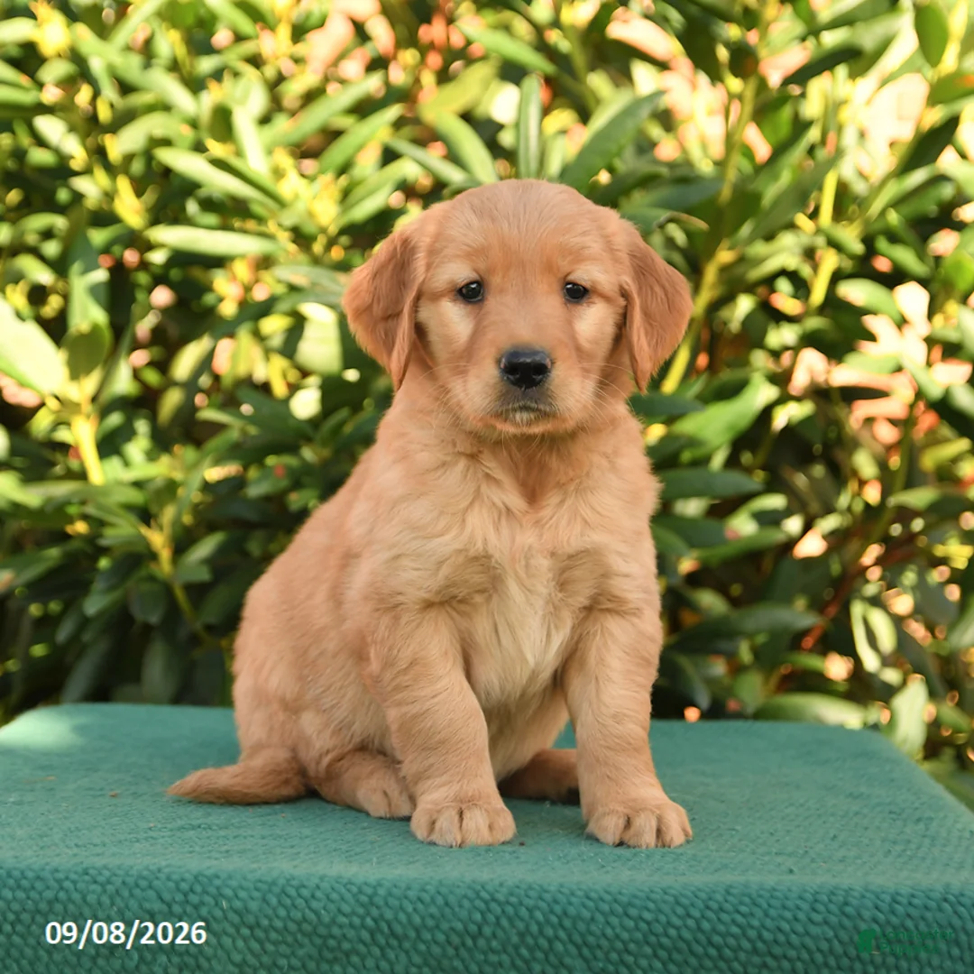 Golden Retriever dogs for sale: Natalynn - Ad 1