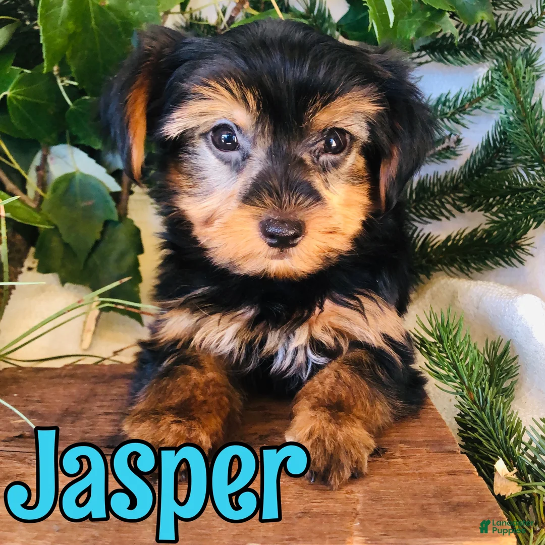 Yorkshire Terrier dogs for sale: Yorkshire Terrier 1 - Ad 3