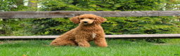 Miniature Poodle dogs for sale: Olaf - Ad 11