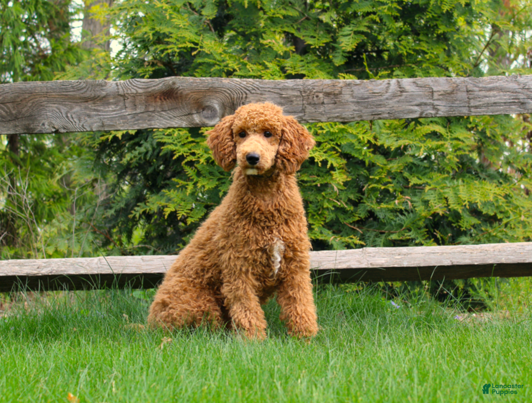 Miniature Poodle dogs for sale: Olaf - Ad 11