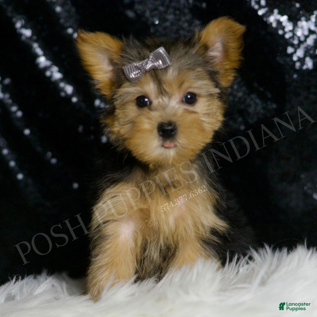 Morkie dogs for sale: Lupert - Ad 4