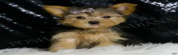 Morkie dogs for sale: Lupert - Ad 4