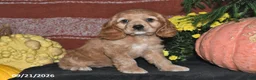 Cocker Spaniel dogs for sale: Maci - Ad 1