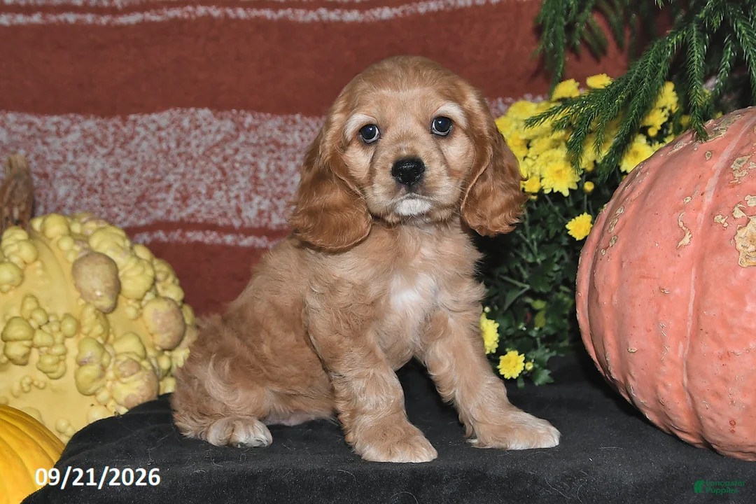 Cocker Spaniel dogs for sale: Maci - Ad 1