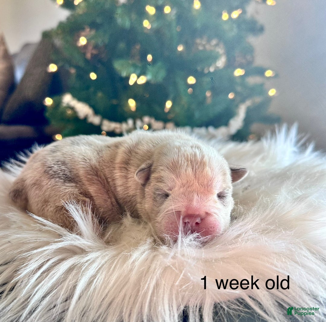 English Bulldog dogs for sale: Winnie - Ad 5